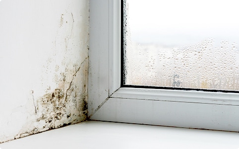 カビの繁殖・健康被害