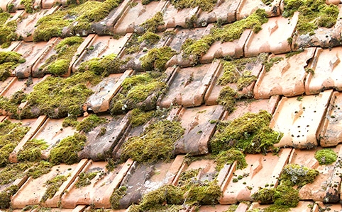 コケ・カビ・苔の発生