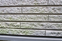 コケ・カビの発生